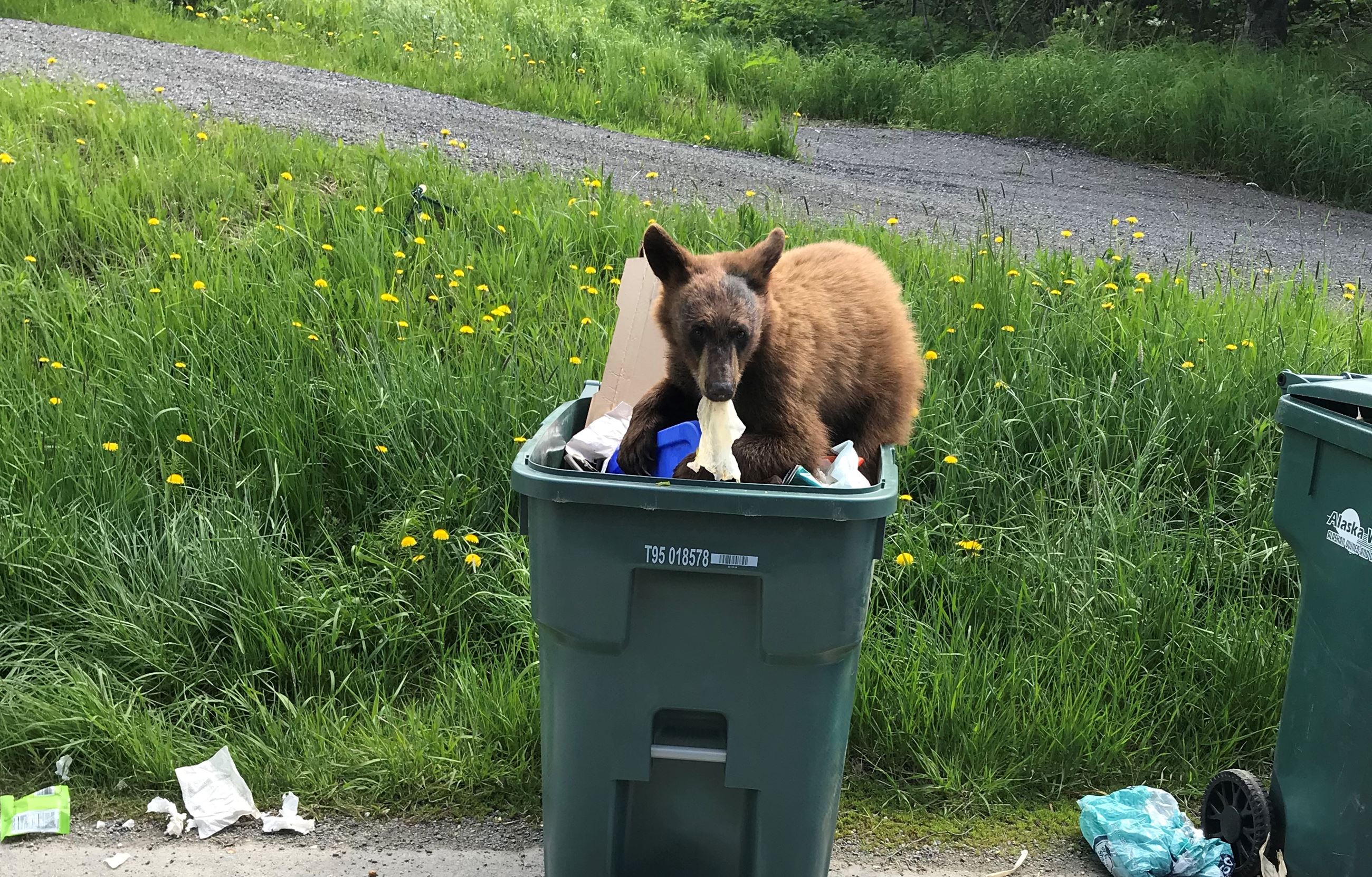 TrashBear